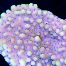 画像2:  ■SALE■IF Montipora No.２ (2)