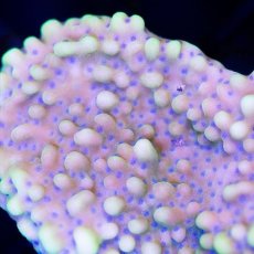 画像2: ■SALE■ IF Montipora No.２ (2)