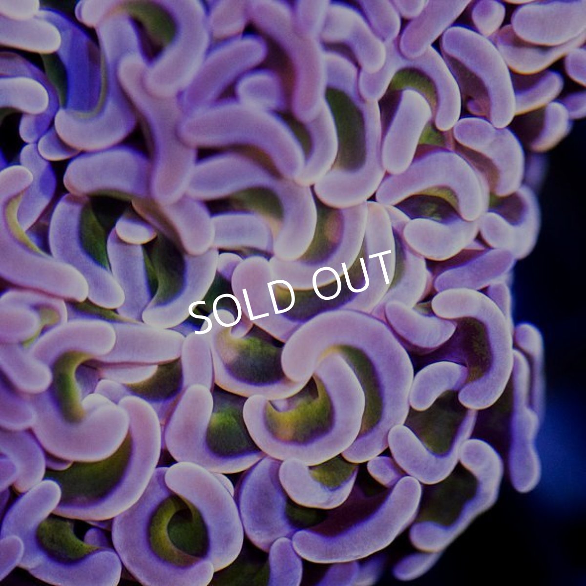 画像2: ■SALE■ IF ナガレハナサンゴ Gold Stem (2)