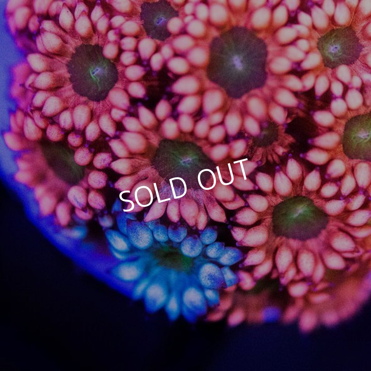 画像2: IF ハナガササンゴ No.6 (2)