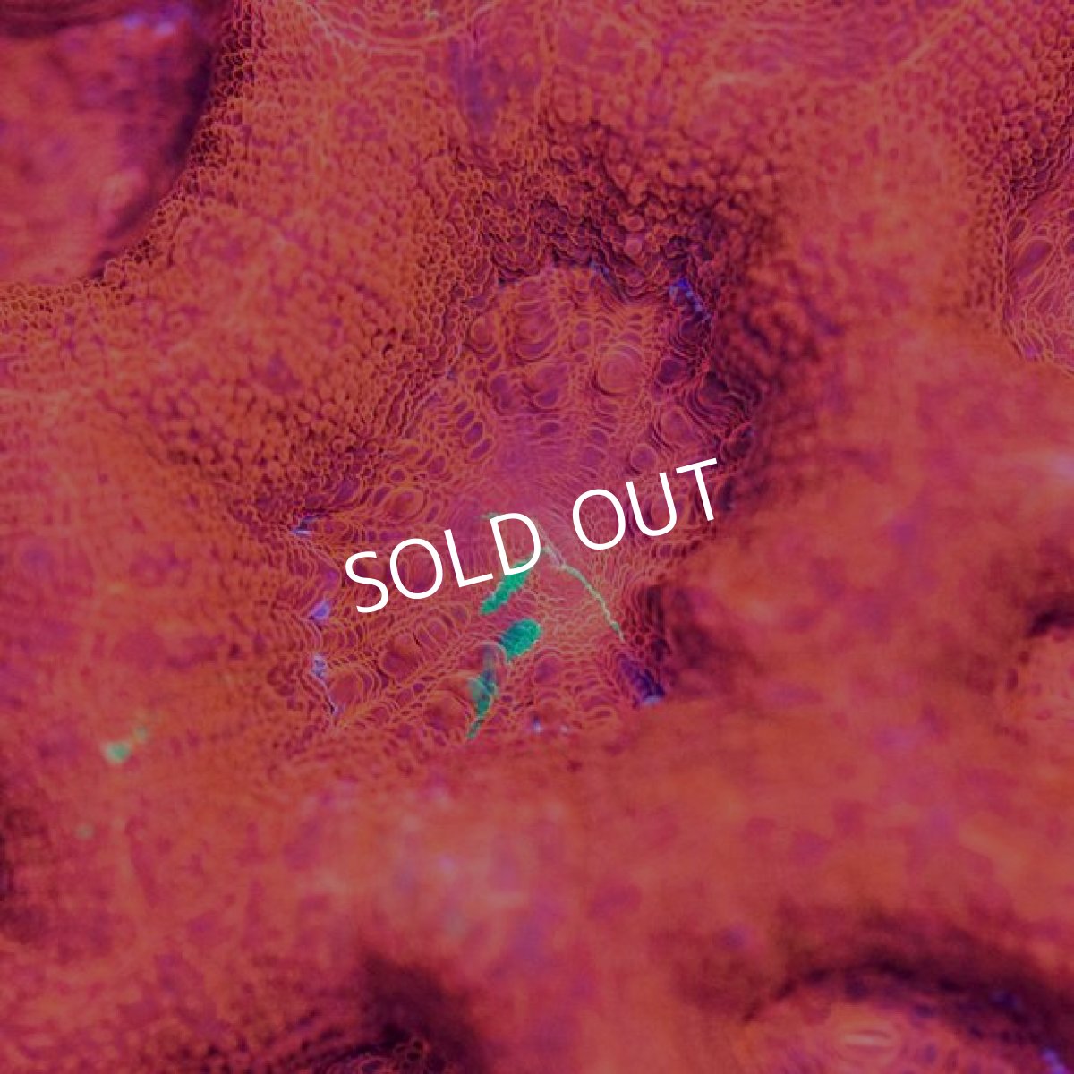 画像3: ■SALE■ IF H.bowerbanki　No.1 (3)