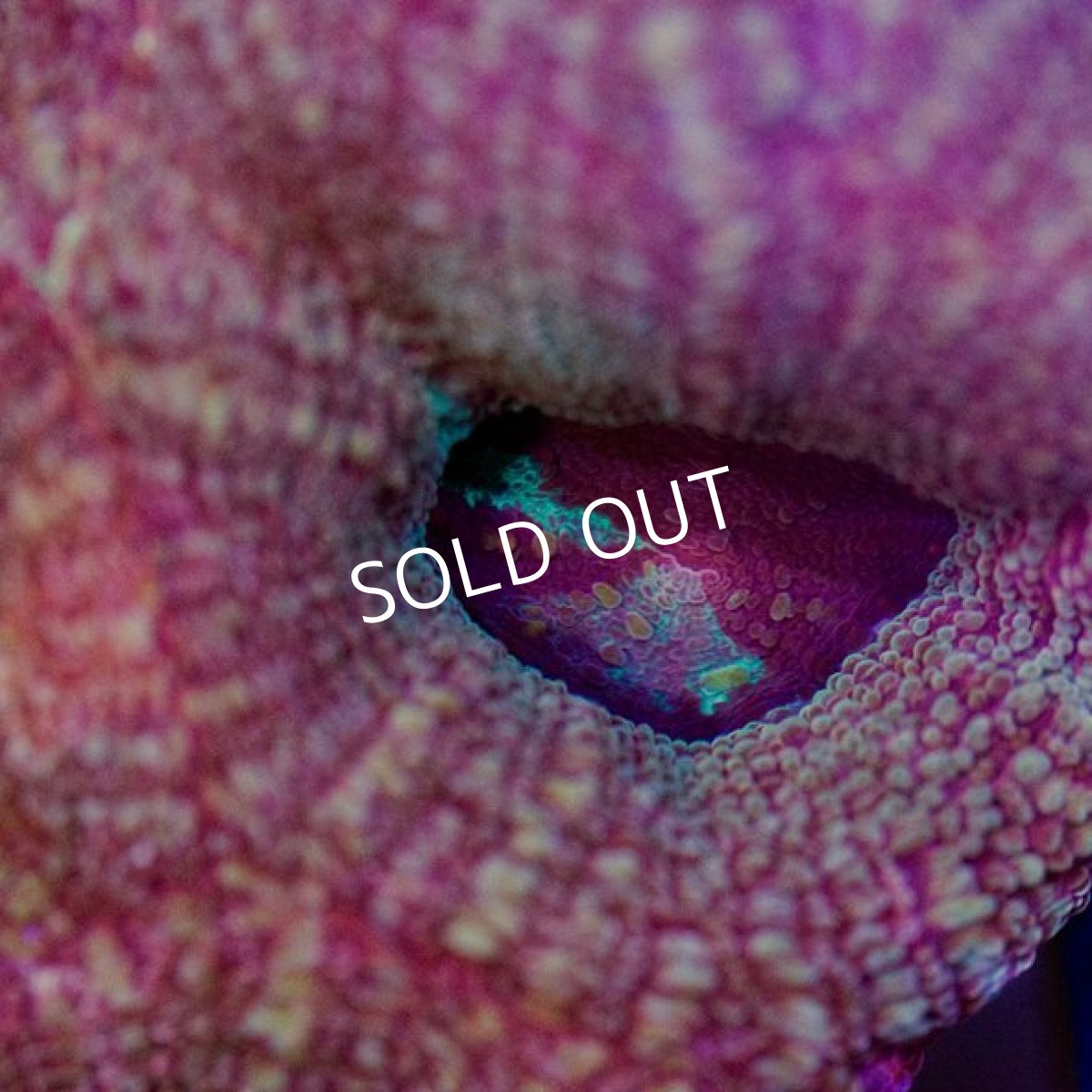 画像2: IF H.bowerbanki　No.３ (2)