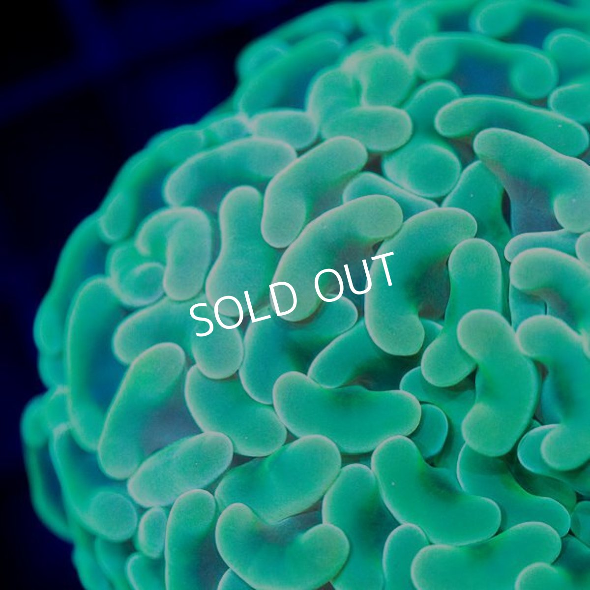 画像2: ■SALE■ IF ナガレハナサンゴ　No.4 (2)