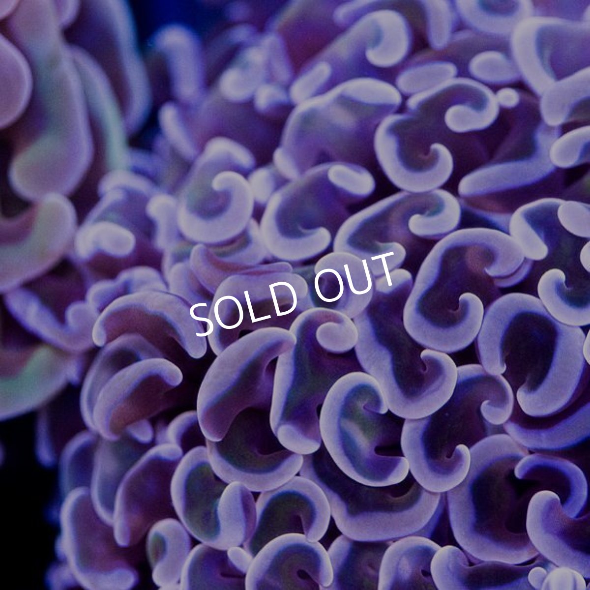 画像2: ■SALE■ IF ナガレハナサンゴ　No.2 (2)