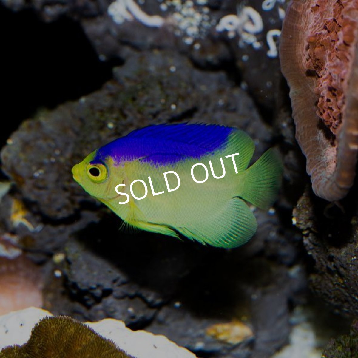 画像2: コリンズピグミーエンゼル　幼魚　ブリード個体 (2)