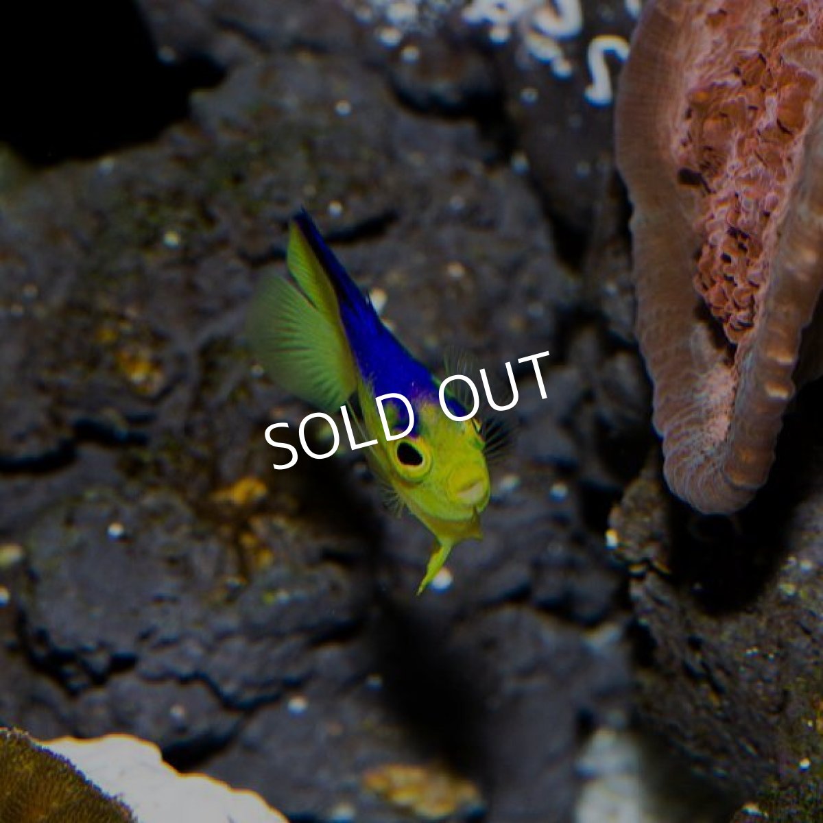 画像4: コリンズピグミーエンゼル　幼魚　ブリード個体 (4)