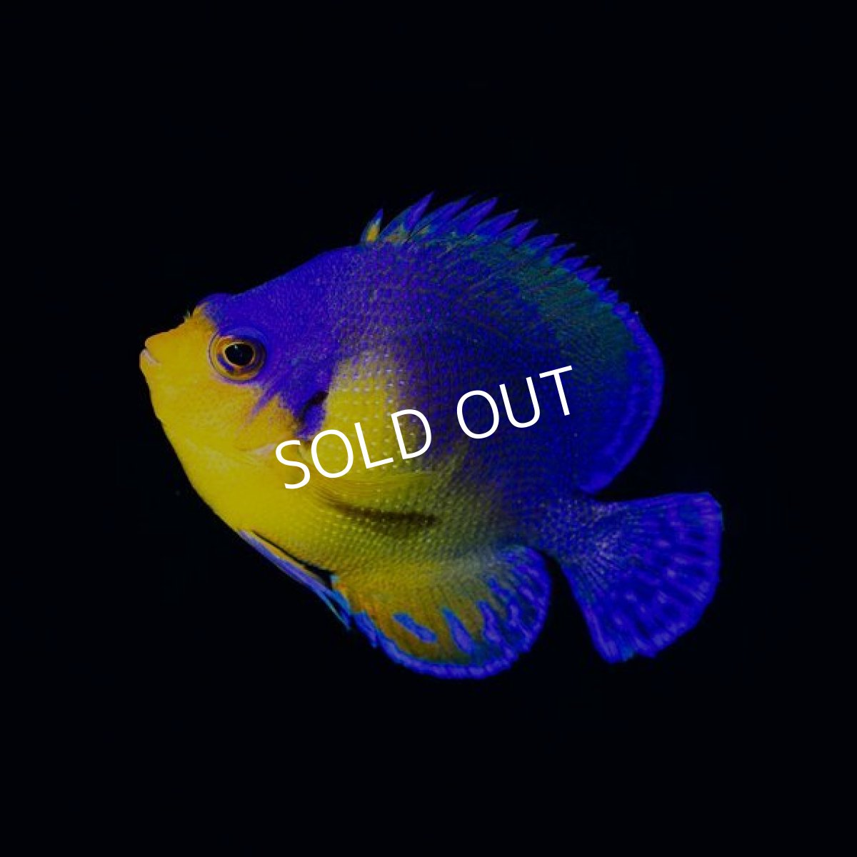 画像2: スミレヤッコ ML 八重山産 (2)