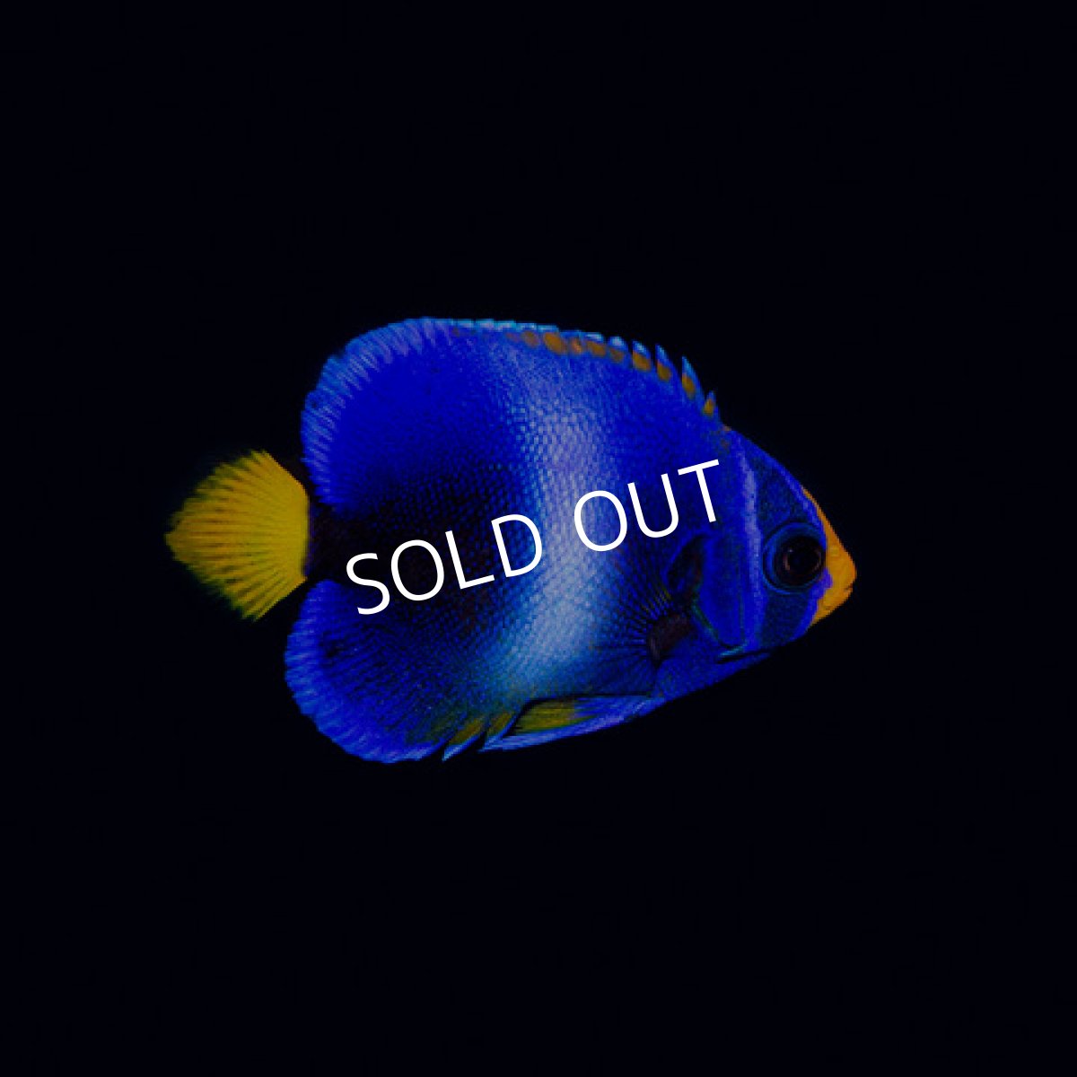 画像2: ウエストアフリカンエンゼル　ブルーNo1 (2)