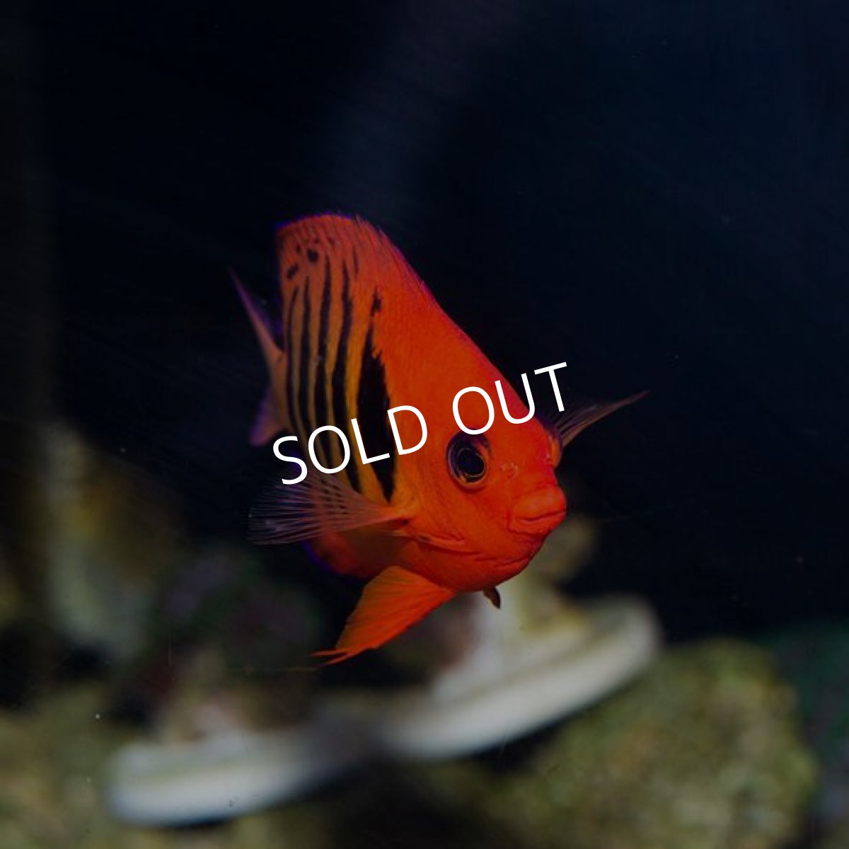 画像3: フレームエンゼル No.2 (3)