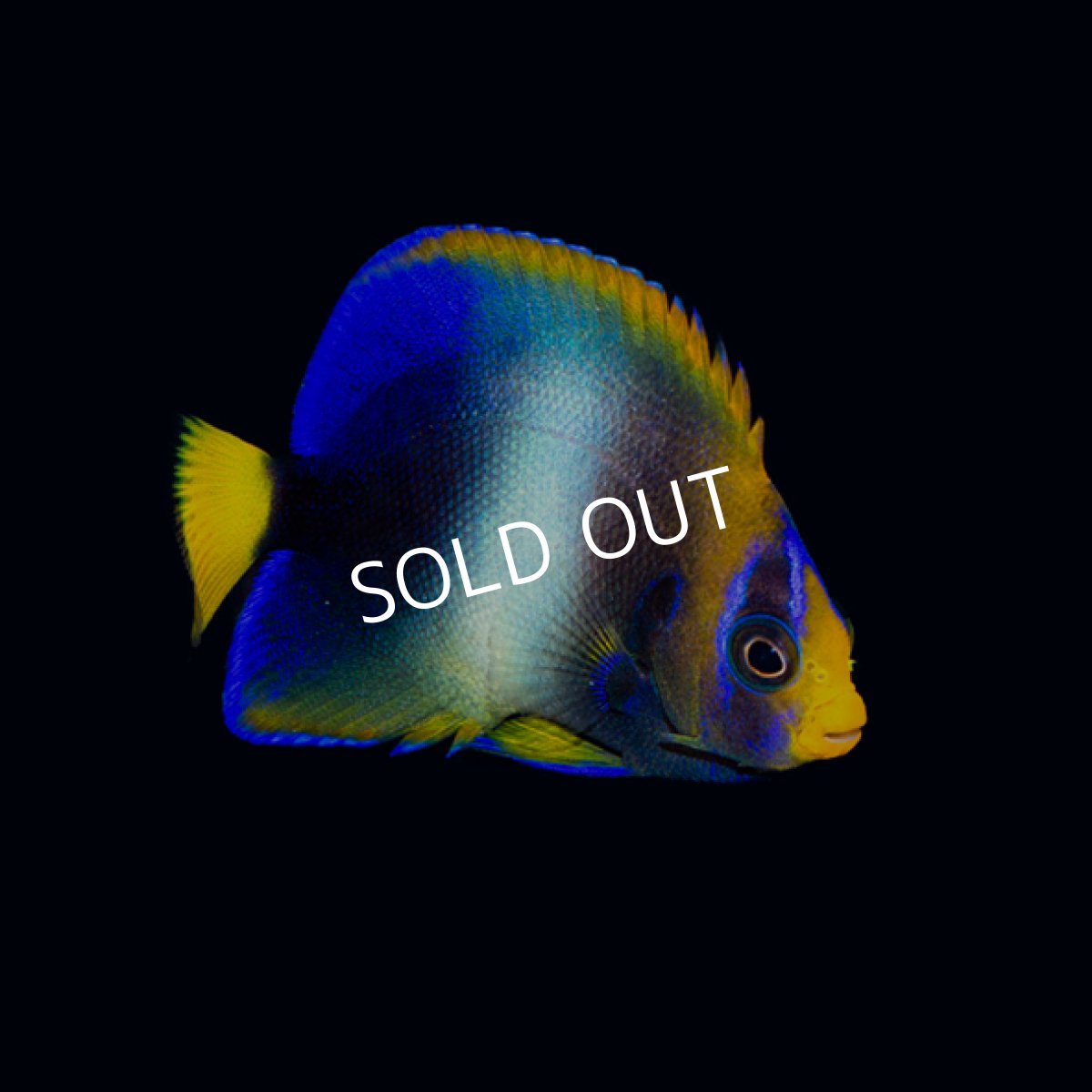 画像2: ウエストアフリカンエンゼル セミブルー (2)