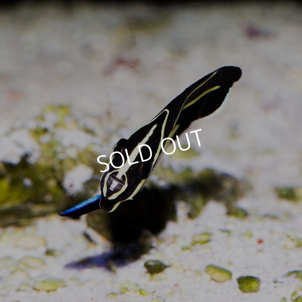 画像3: ■SALE■ グレイエンゼル 幼魚 (3)