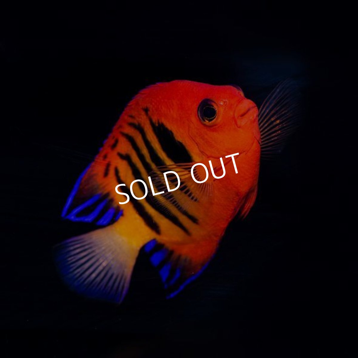 画像2: フレームエンゼル No.1 (2)