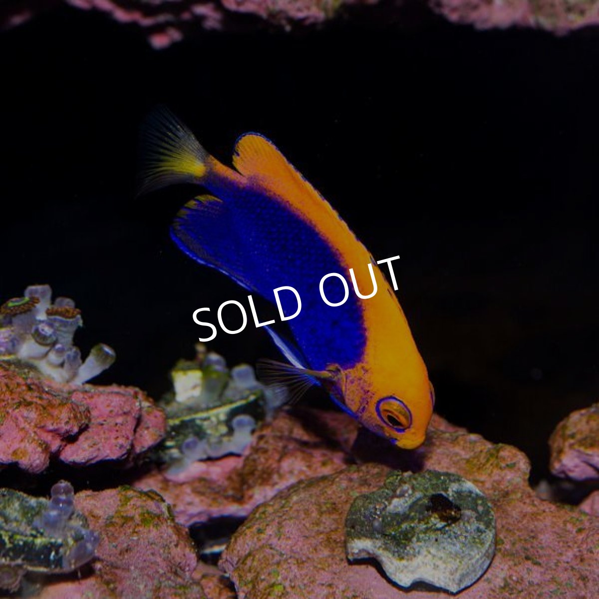 画像2: アフリカンフレームバックエンゼル (2)