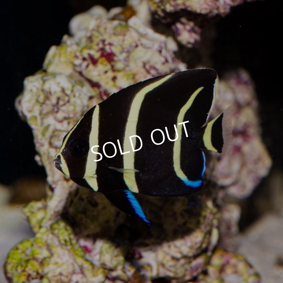 画像2: ■SALE■ グレイエンゼル 幼魚 (2)