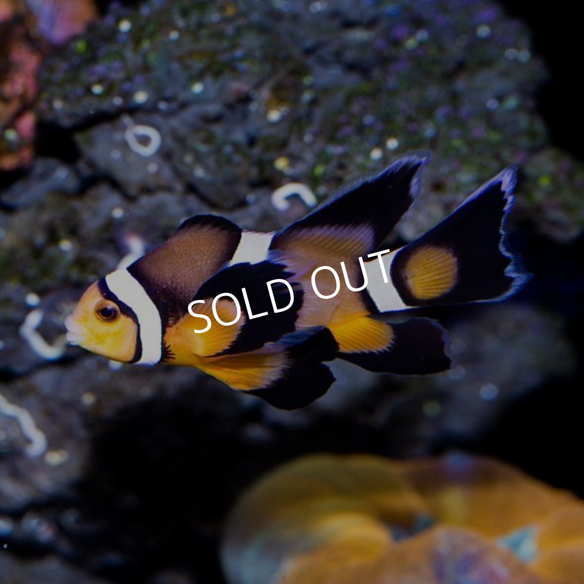 画像2: ロングフィンオセラリス No.1 (2)