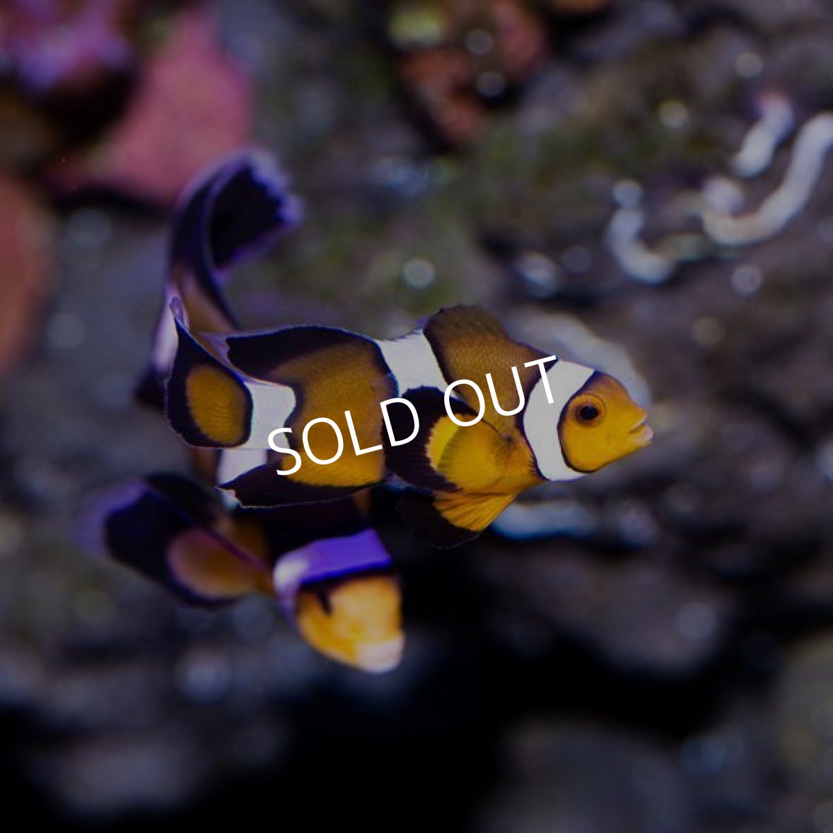 画像2: ロングフィンオセラリス No.2 (2)