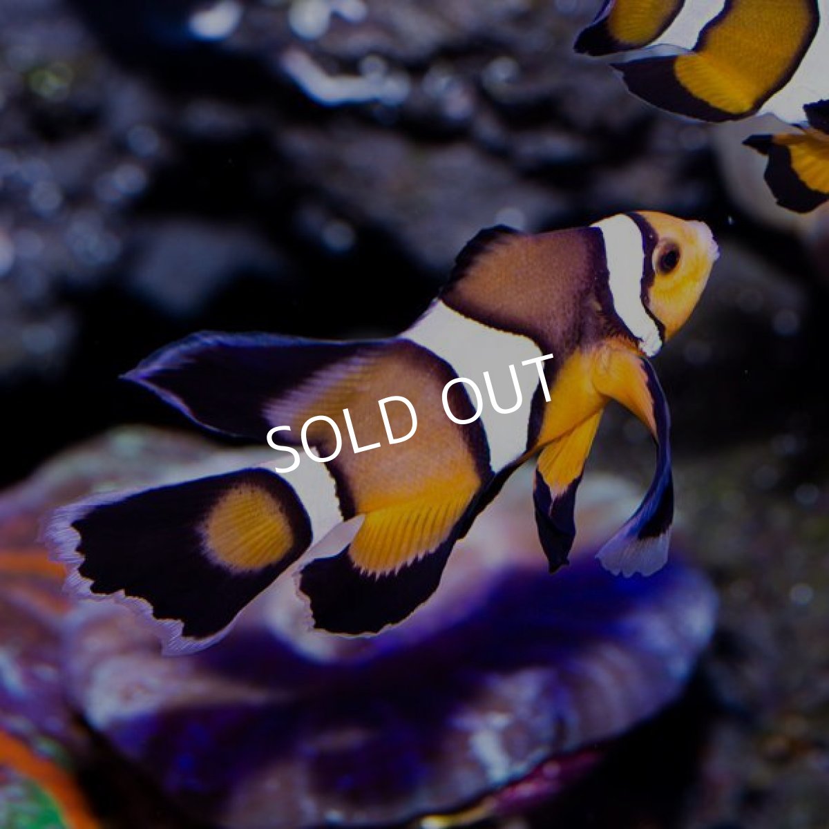 画像4: ロングフィンオセラリス No.1 (4)