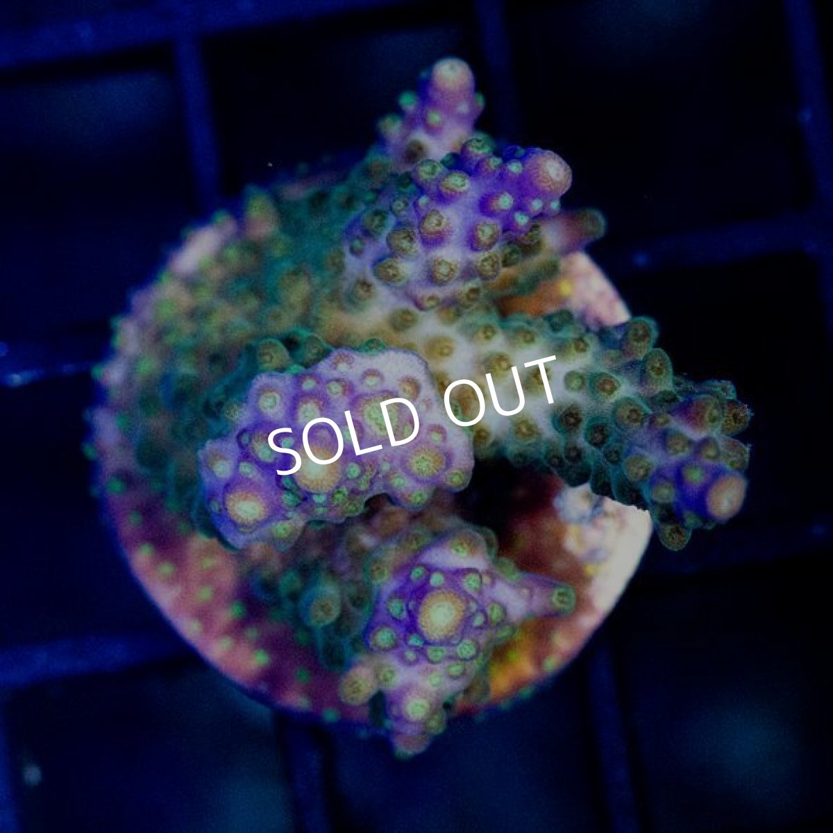 画像2: CE Acr Violet Crumble (2)