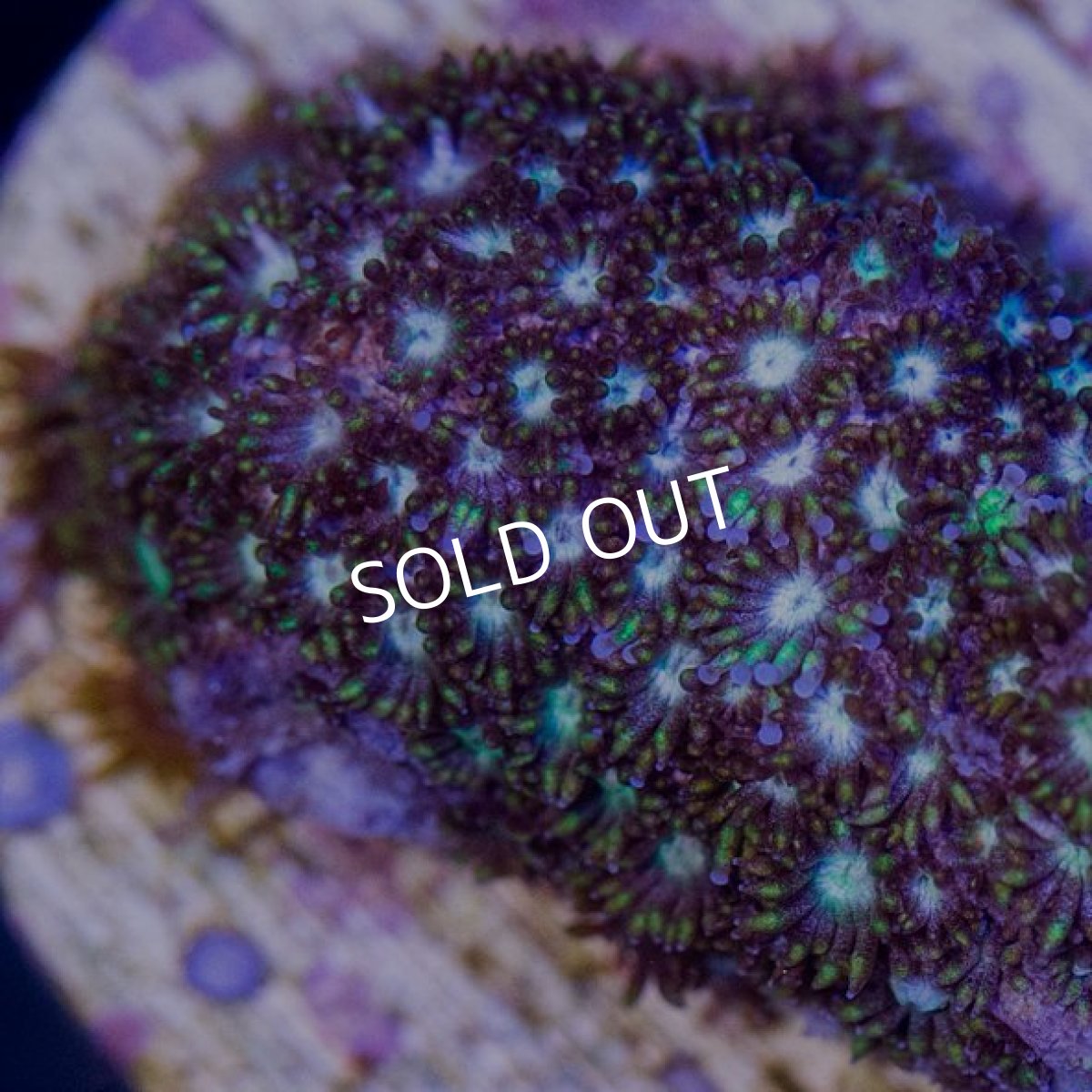 画像2:  CE Goniopora Friticfsosa Yellow Tip (2)