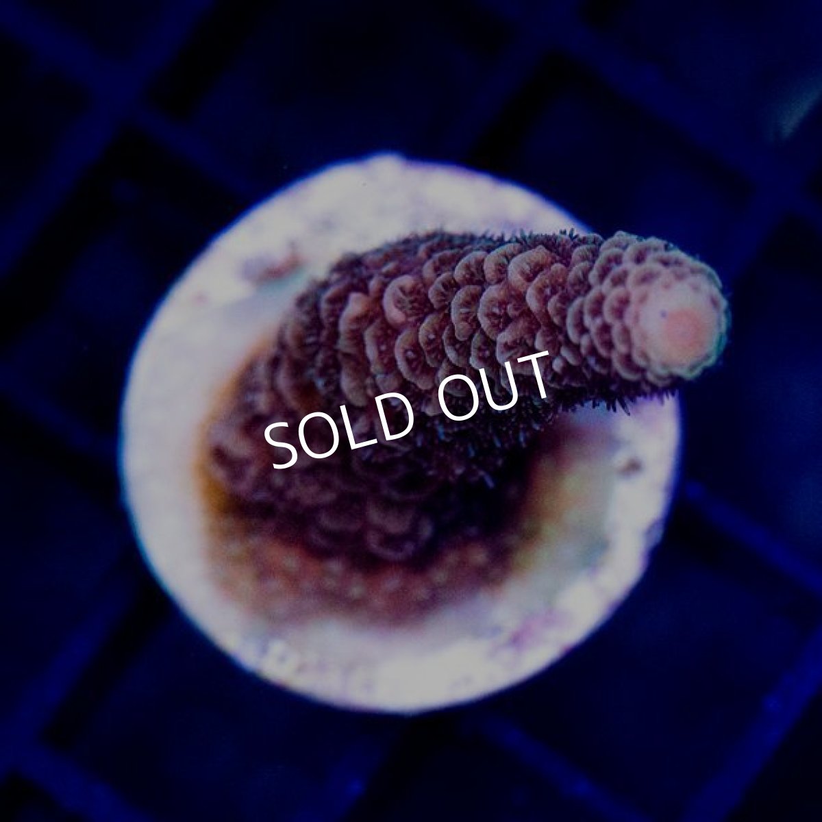 画像2:  CE Acr Prostrata Orange No.1 (2)