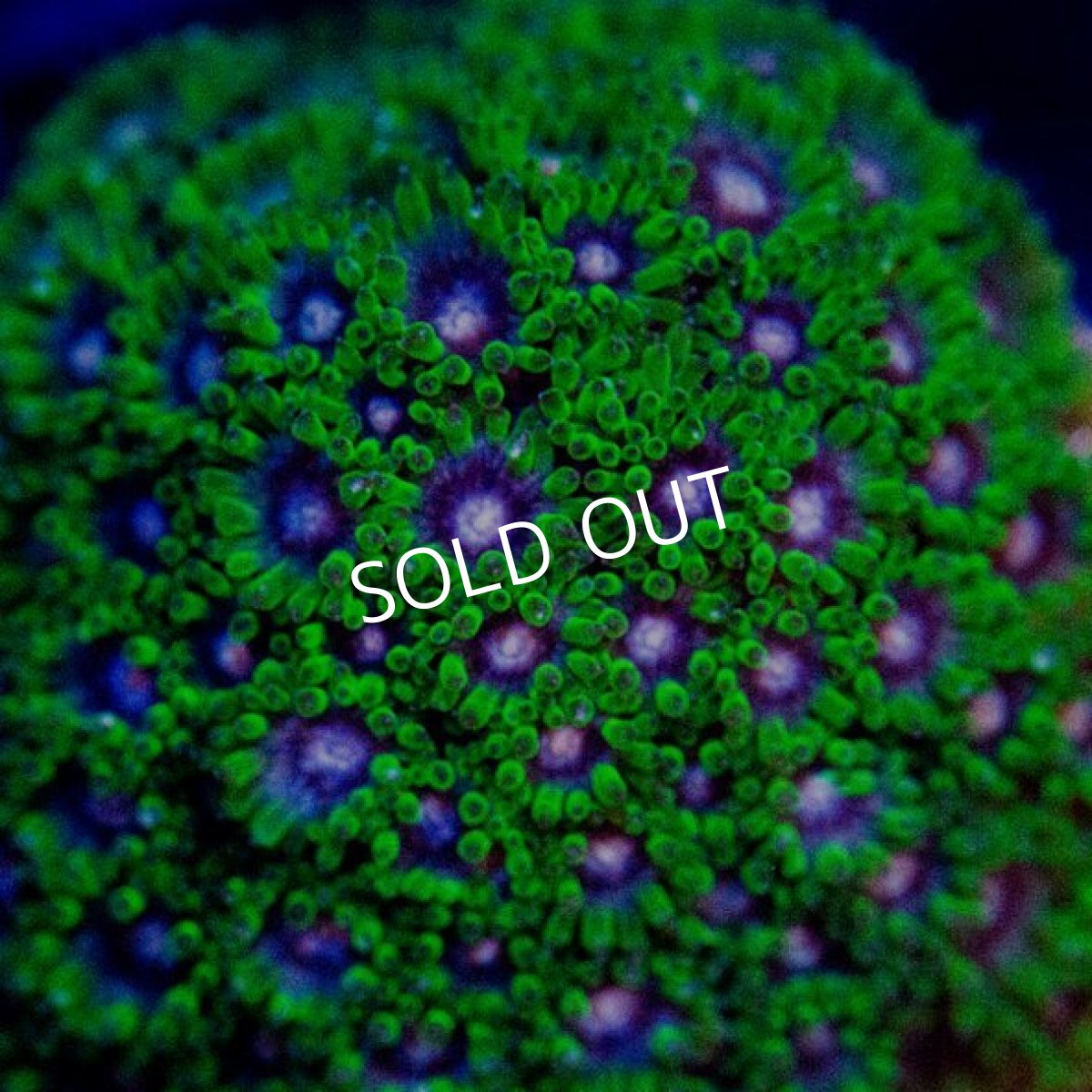 画像2: CE Bernardpora Dragon Fruit (コハナガササンゴ) (2)