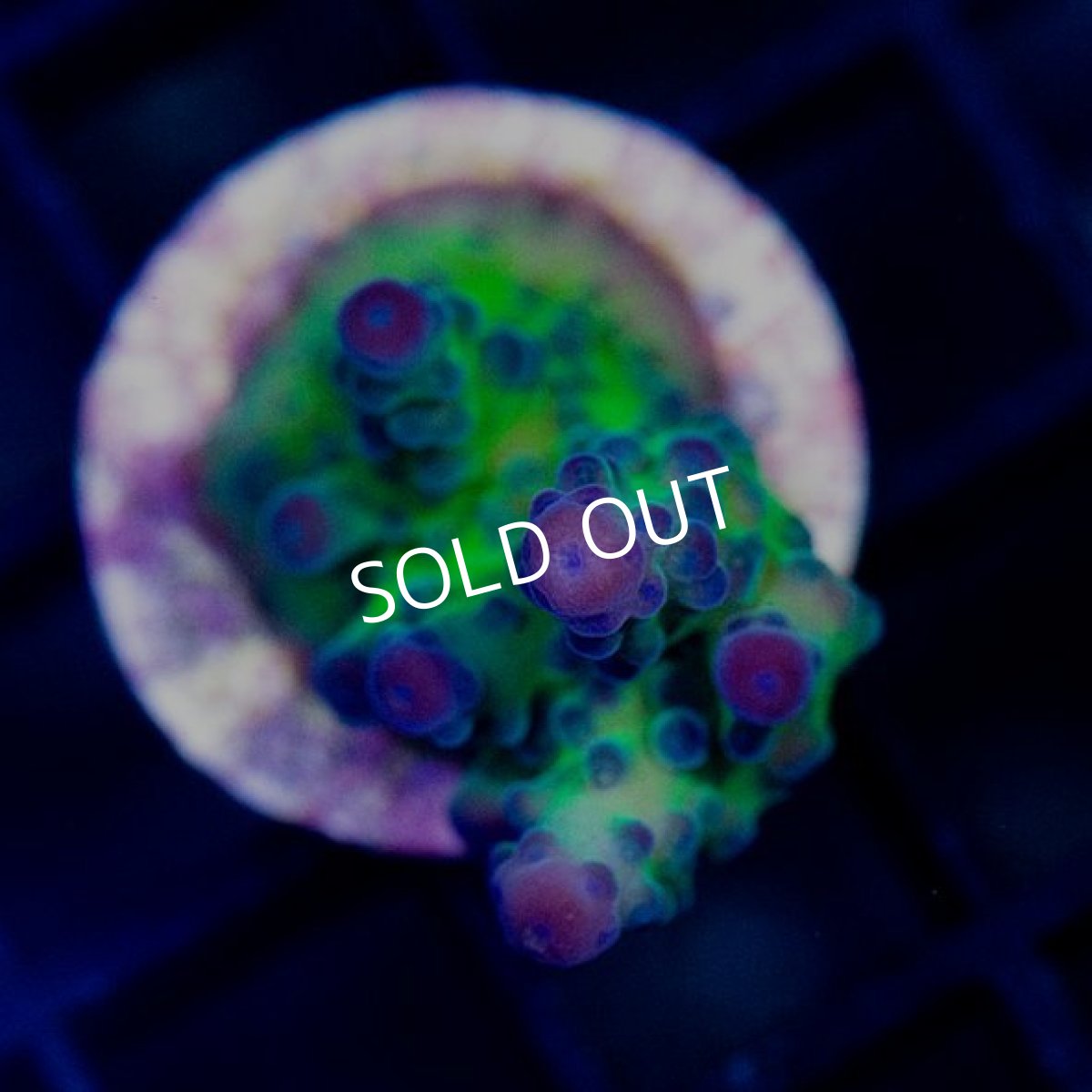 画像2: CE Acr Toruosa Grape Vine (2)