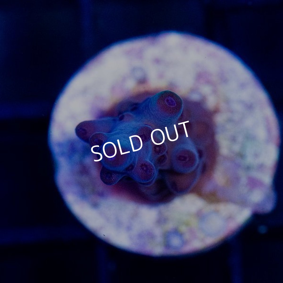 画像5: CE Acro Loripes Pirple (N's Crazy Sexy) (5)