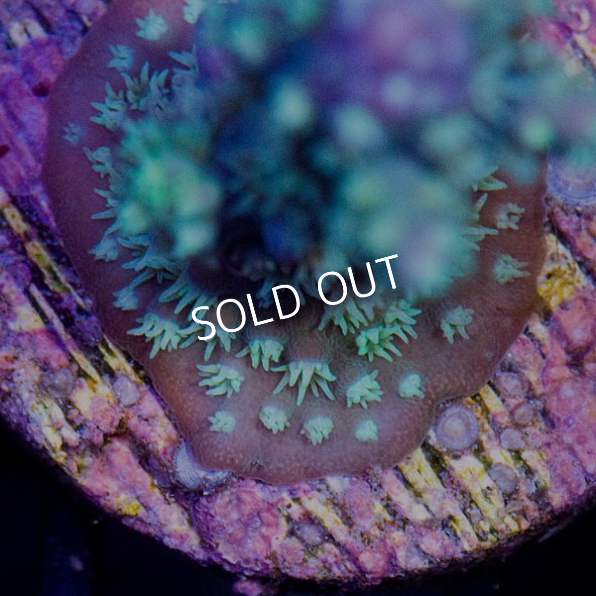 画像3: CE Acro Horrida Purple Lightning Stag (3)