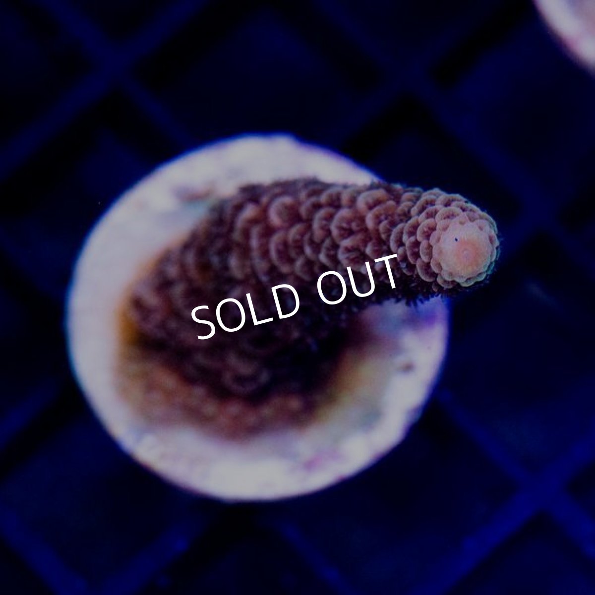 画像1:  CE Acr Prostrata Orange No.1 (1)