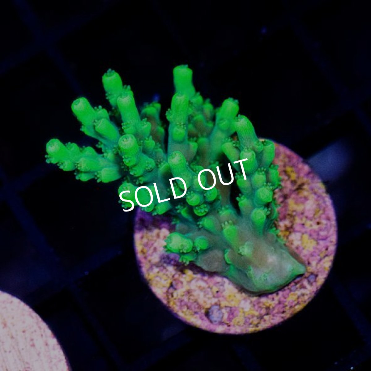 画像2: CE Acro Aculeus  (2)