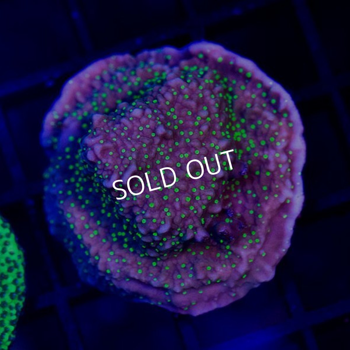 画像2: CE Monti Green Eyed Monster (2)