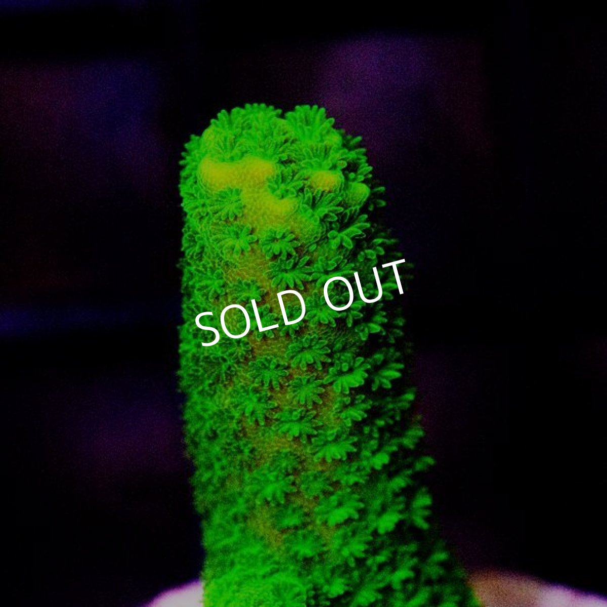 画像3:  CE Acro Aspera  Green (3)