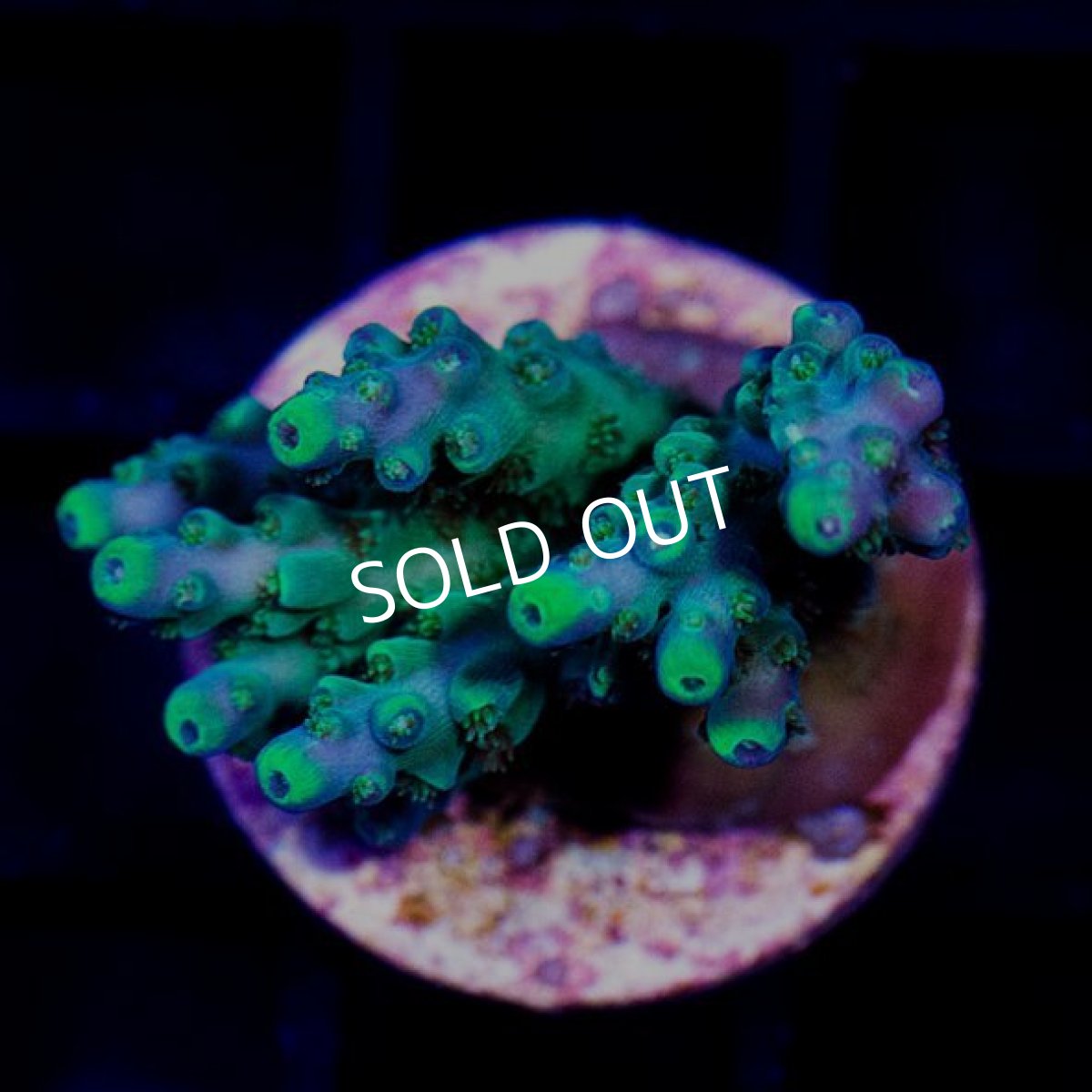 画像2:  CE Acro Carduus (2)