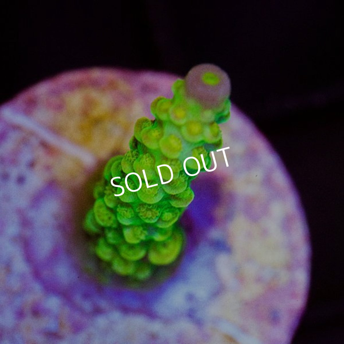 画像2: Acro Walt Disney (2)