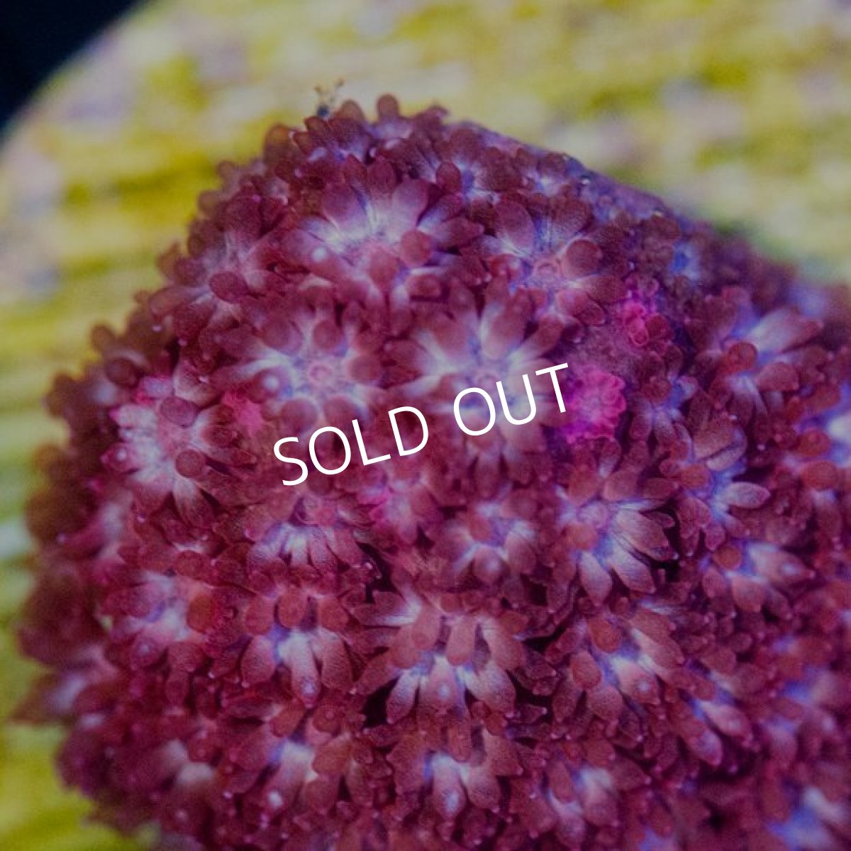 画像2: CE Bernardpora Pink Panther（コハナガササンゴ） (2)