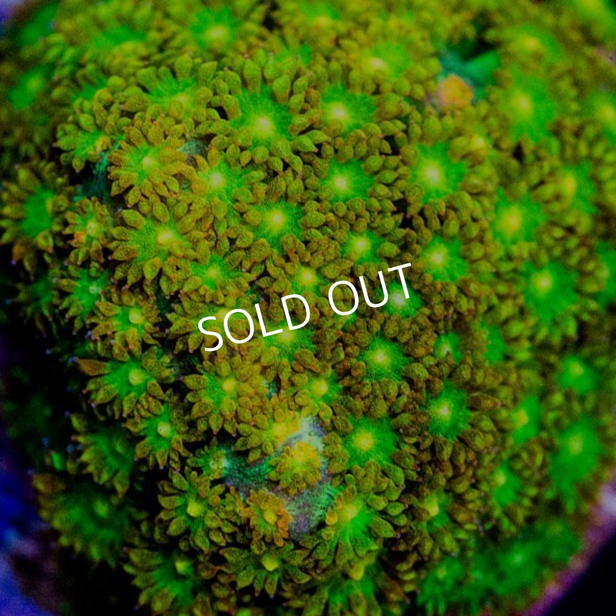 画像2: CE Bernardpora Fruit Punch　（コハナガササンゴ）   No.2 (2)