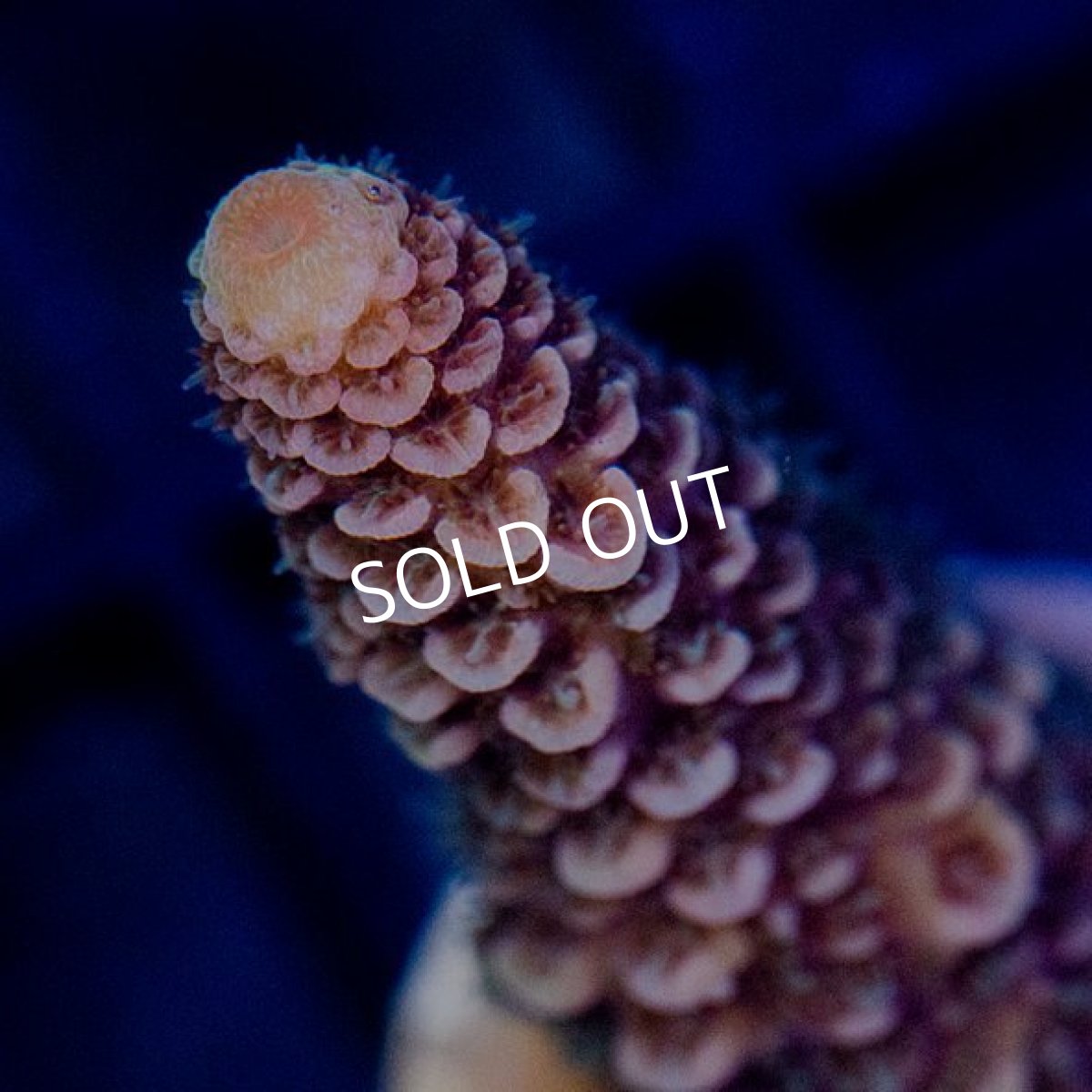 画像2:  CE Acro Prostrata Orange No.2 (2)