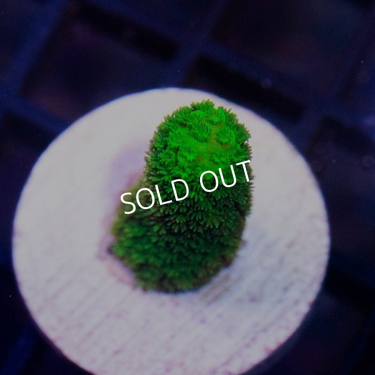 画像2:  CE Acro Aspera  Green (2)