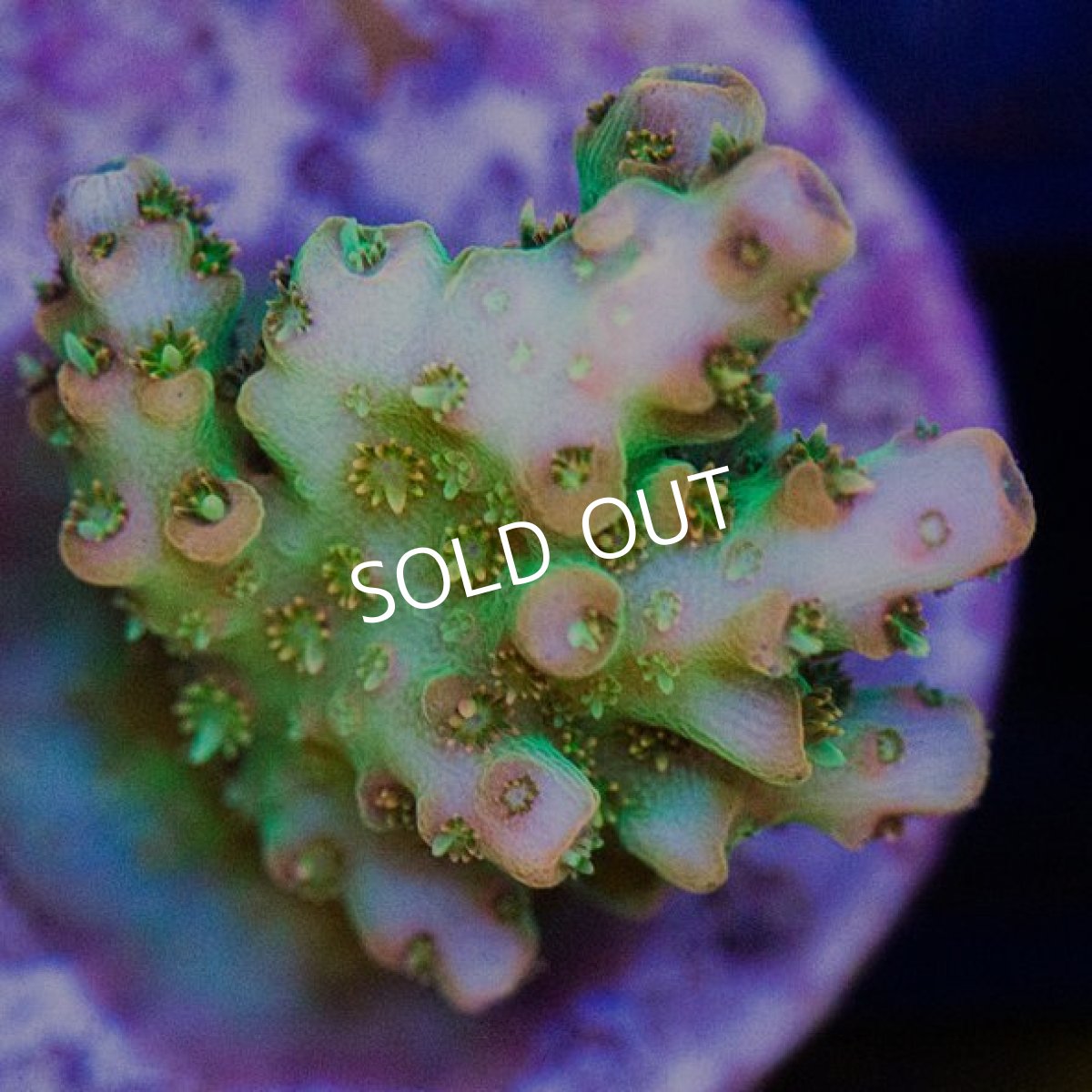 画像2: CE Acro Lemonade Spider (2)