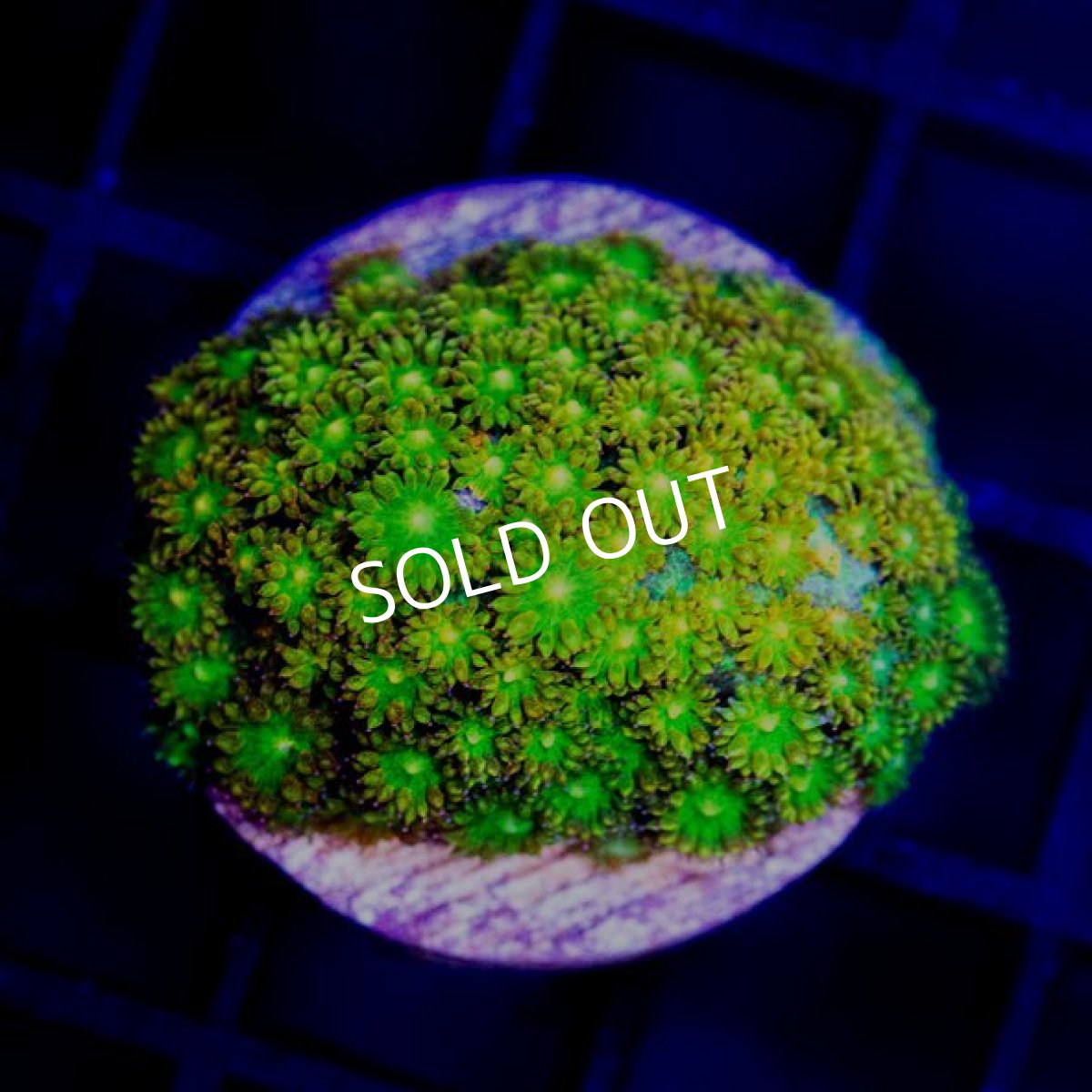 画像2: CE Bernardpora Fruit Punch (コハナガササンゴ)   No.1 (2)