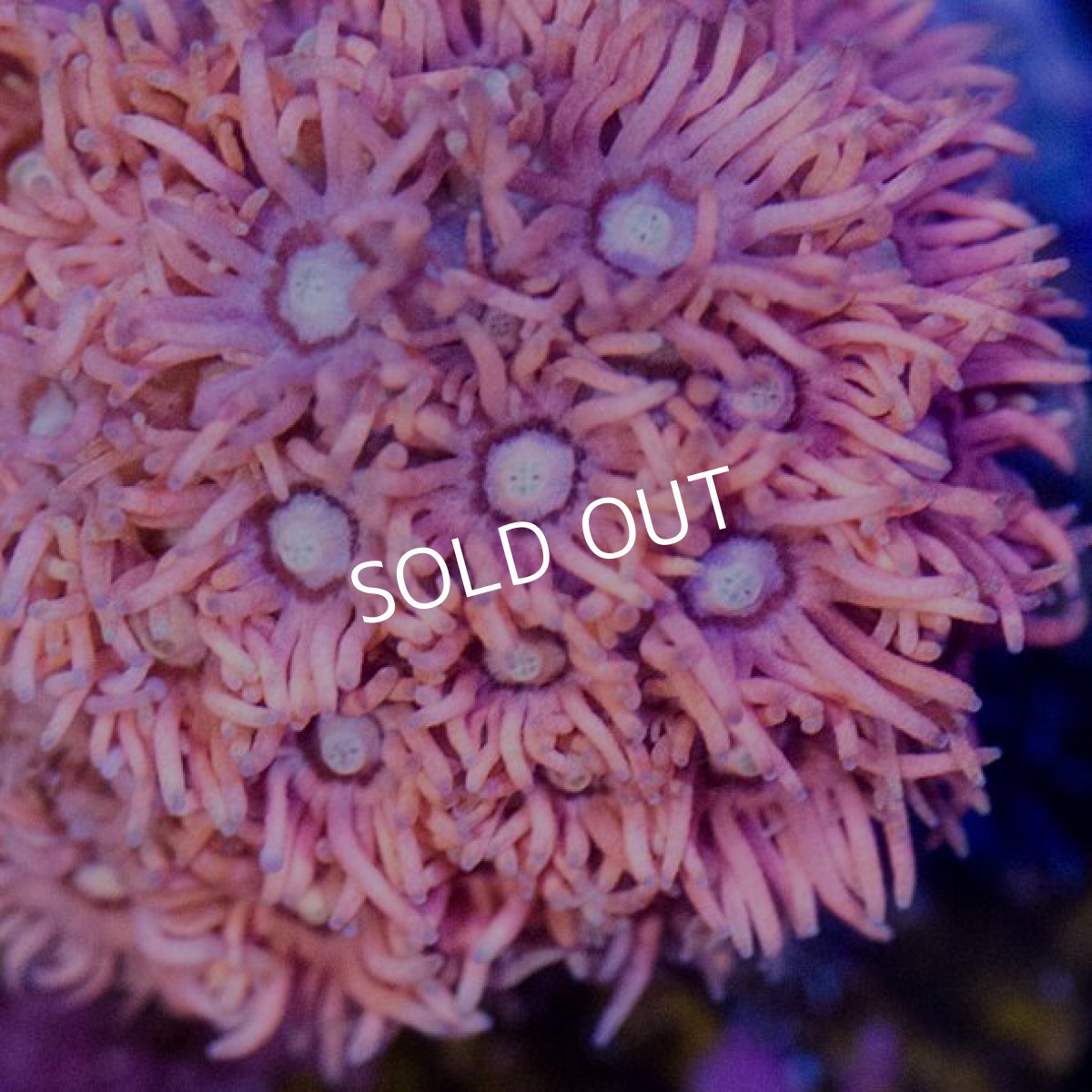 画像2: CE Goniopora Hologram   No.1 (2)