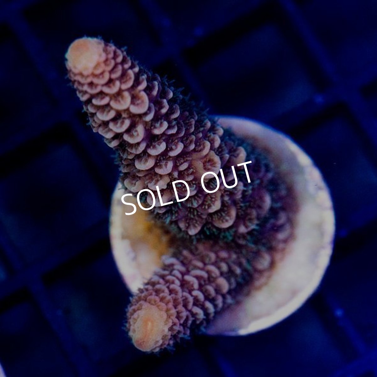 画像1:  CE Acro Prostrata Orange No.2 (1)