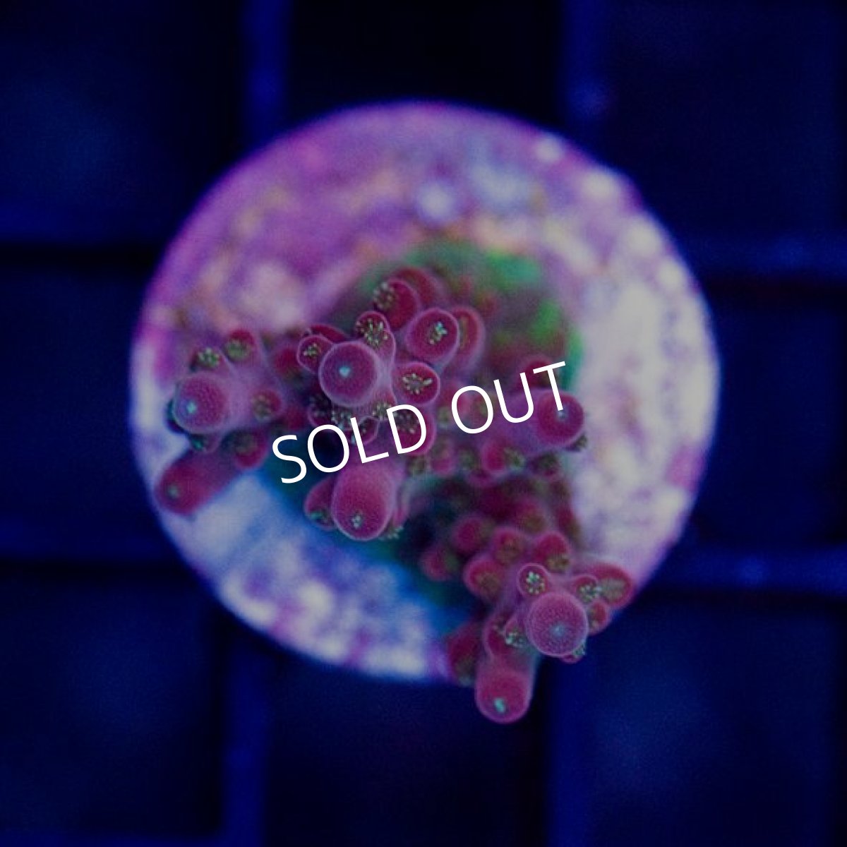 画像2: ■SALE■ CE Acro Cherry Blossom (2)