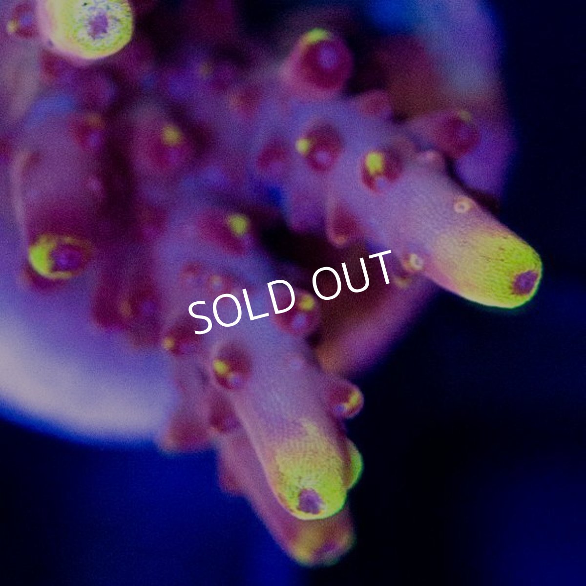 画像2: Acro Fox Flame (2)