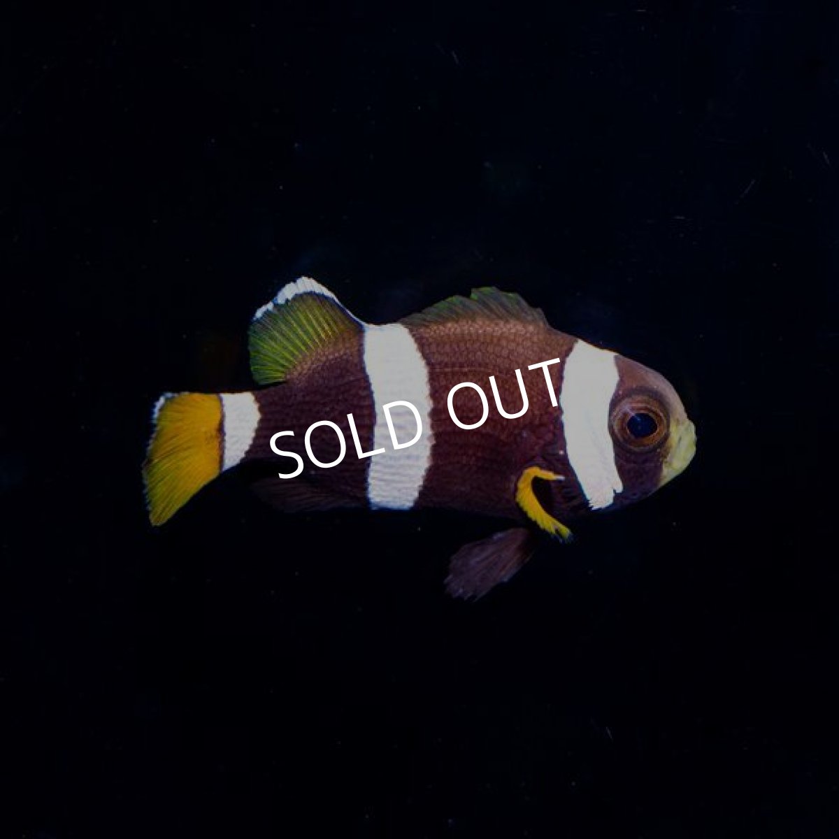 画像2: ワイドバンドアネモネフィッシュ USAブリード  (2)