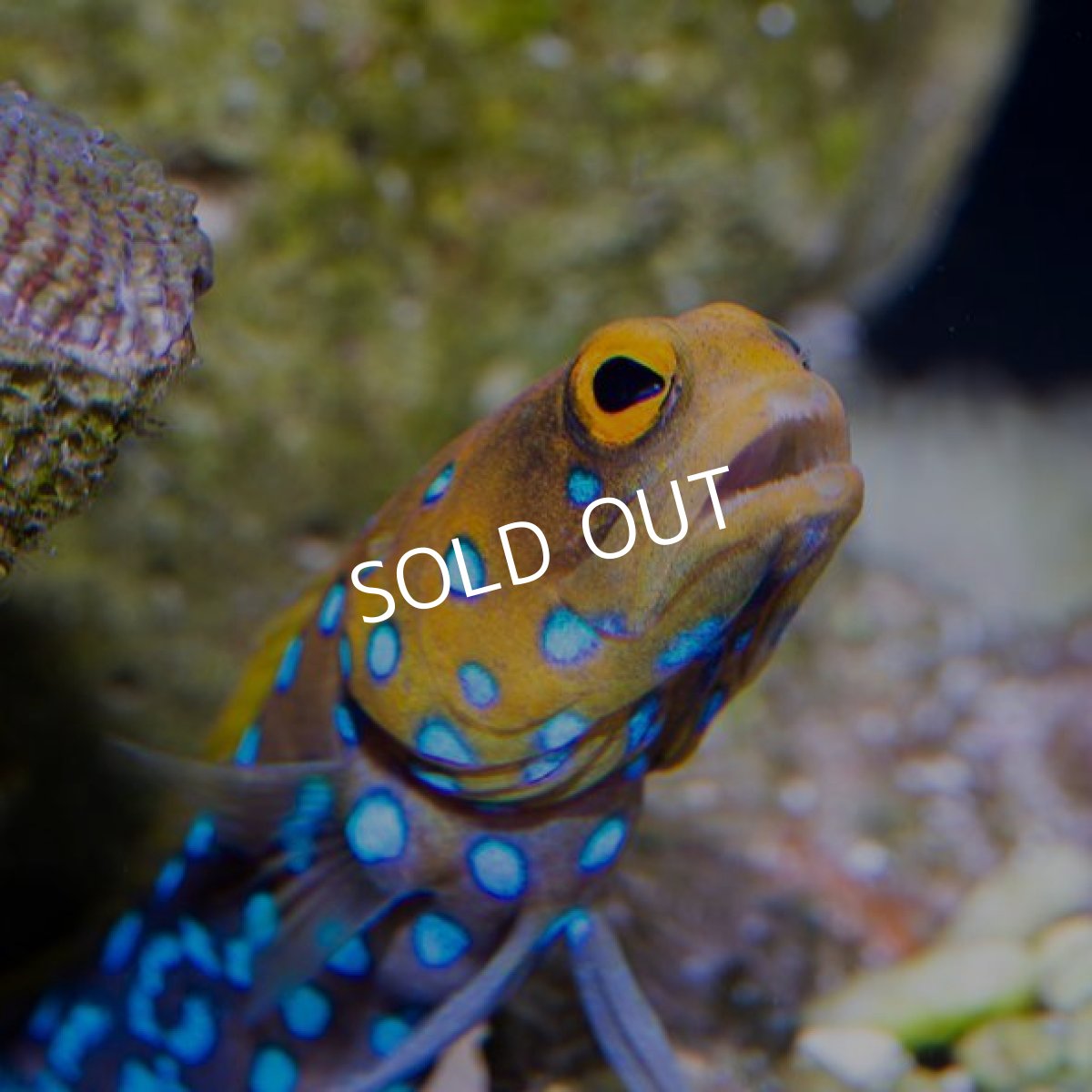 画像2: ブルースポッテッドジョーフィッシュ No.2 (2)