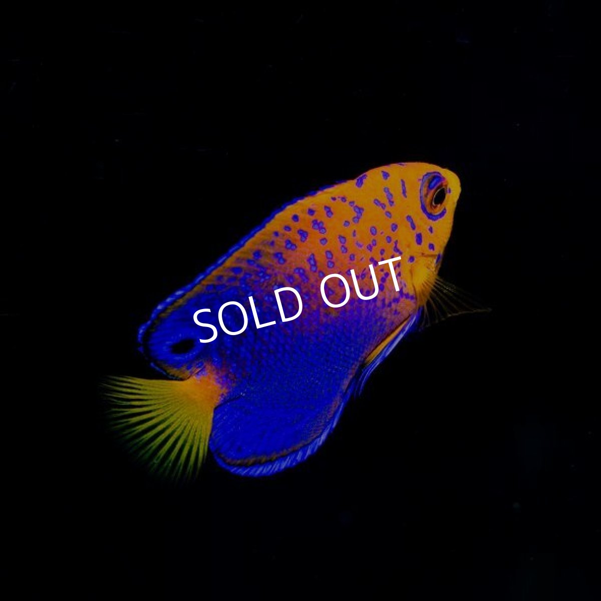 画像2: レンテンヤッコ S (2)