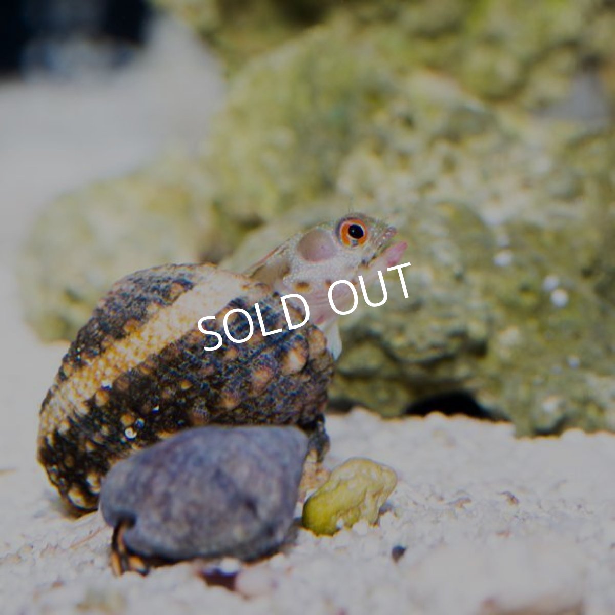 画像3: バーナクルブレニー  (3)