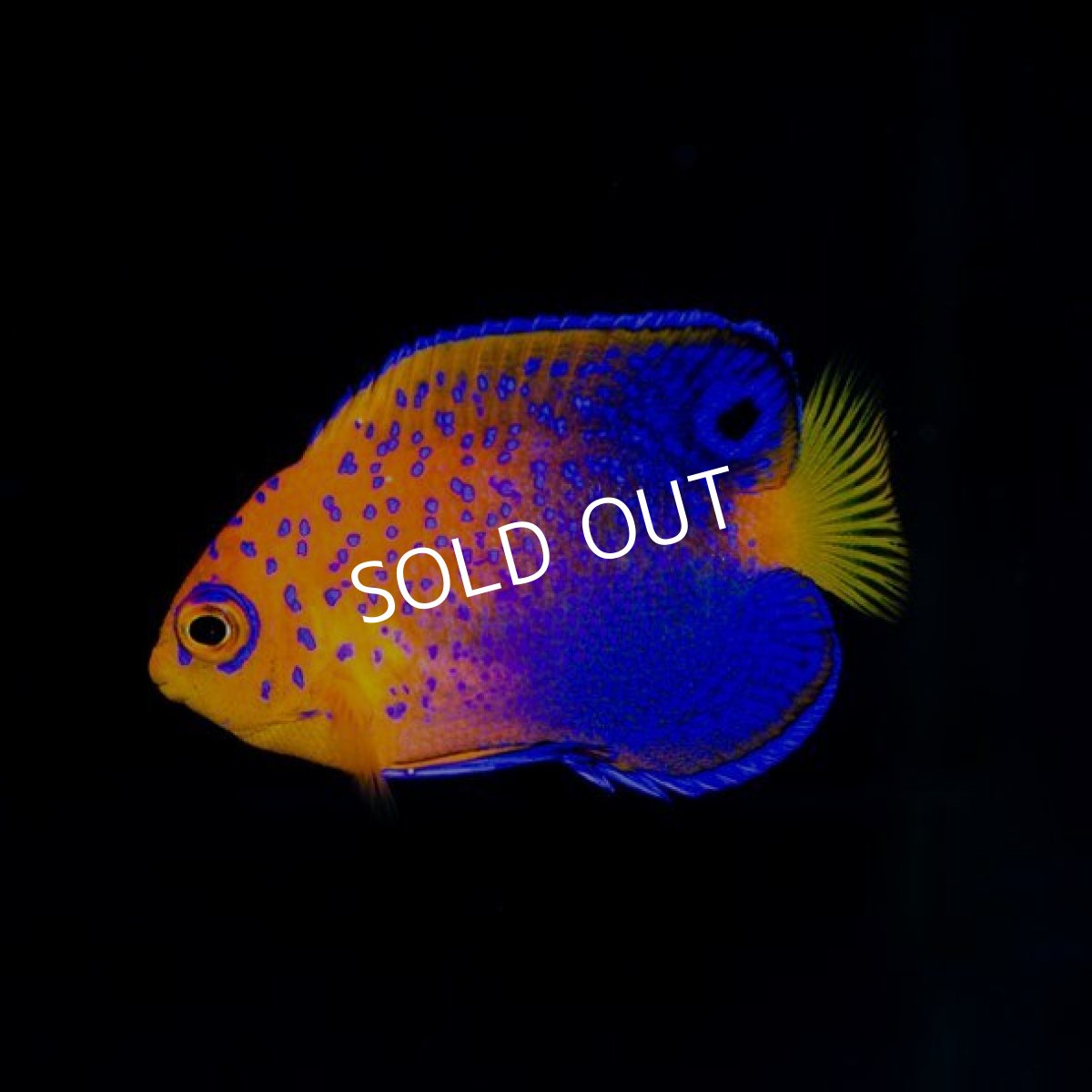 画像4: レンテンヤッコ S (4)