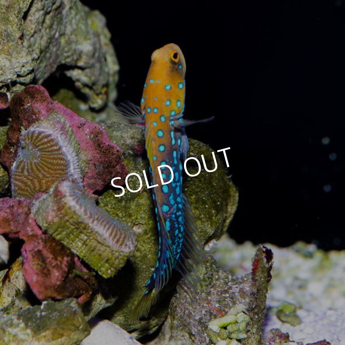 画像3: ブルースポッテッドジョーフィッシュ No.2 (3)